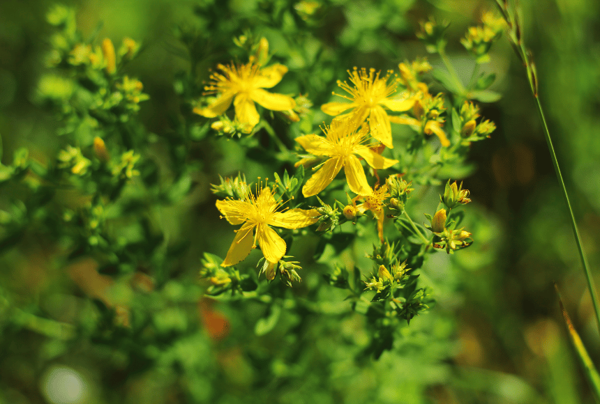 聖約翰草浸泡油