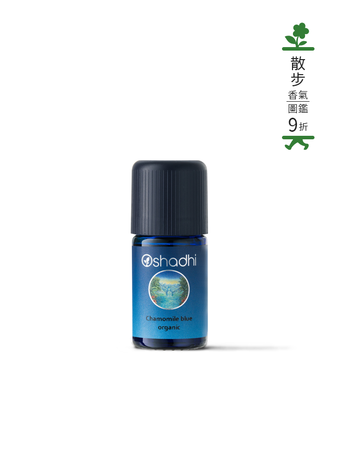 德國洋甘菊-特級