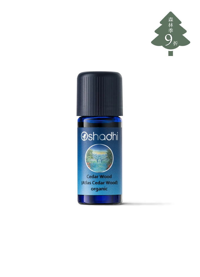 大西洋雪松-特級